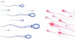 4 “bí quyết” giúp đẻ con trai