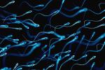 Tinh trùng già hơn có nhiều tổn thương DNA hơn?